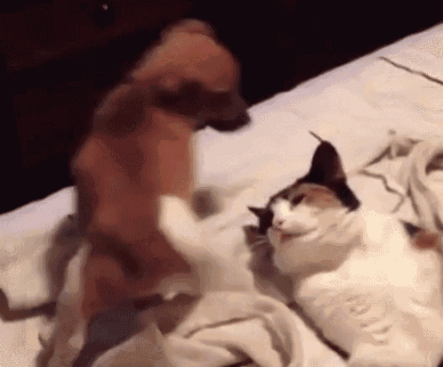 Cat And Dogs GIF